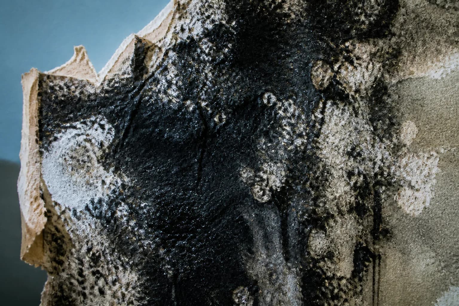 Black Mold field reference; appearance alone cannot identify a mold species
