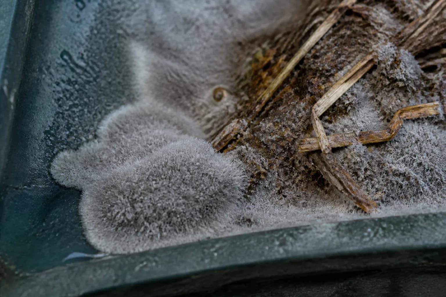Gray Mold field reference; appearance alone cannot identify a mold species