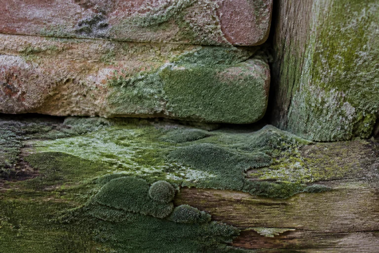 Green Mold field reference; appearance alone cannot identify a mold species