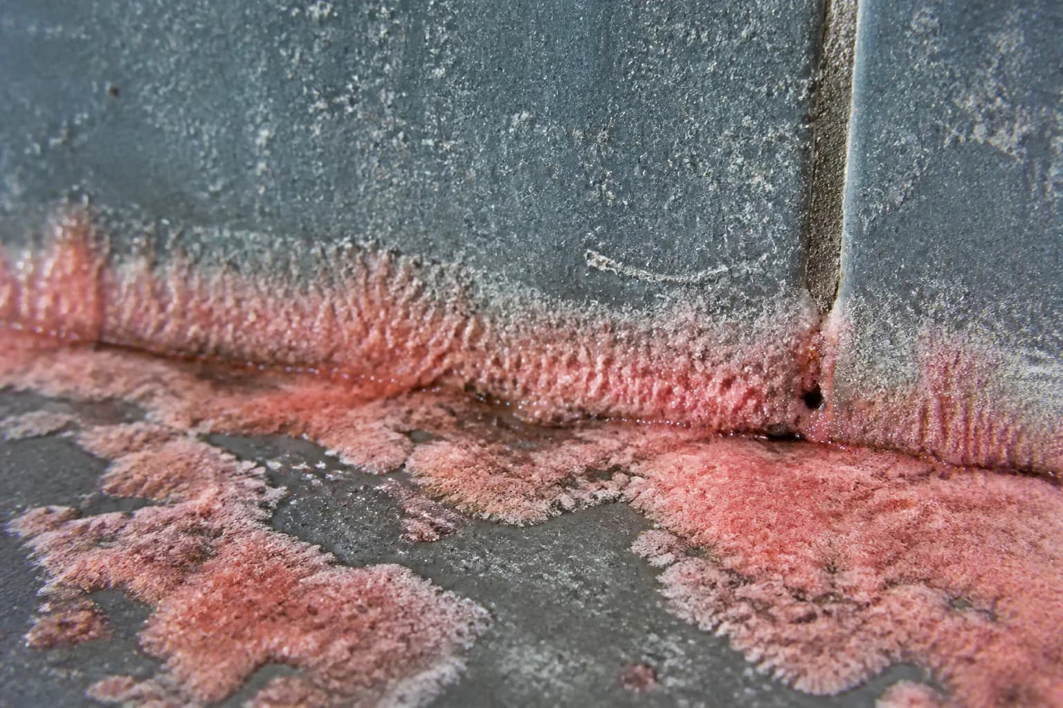 Pink Mold field reference; appearance alone cannot identify a mold species