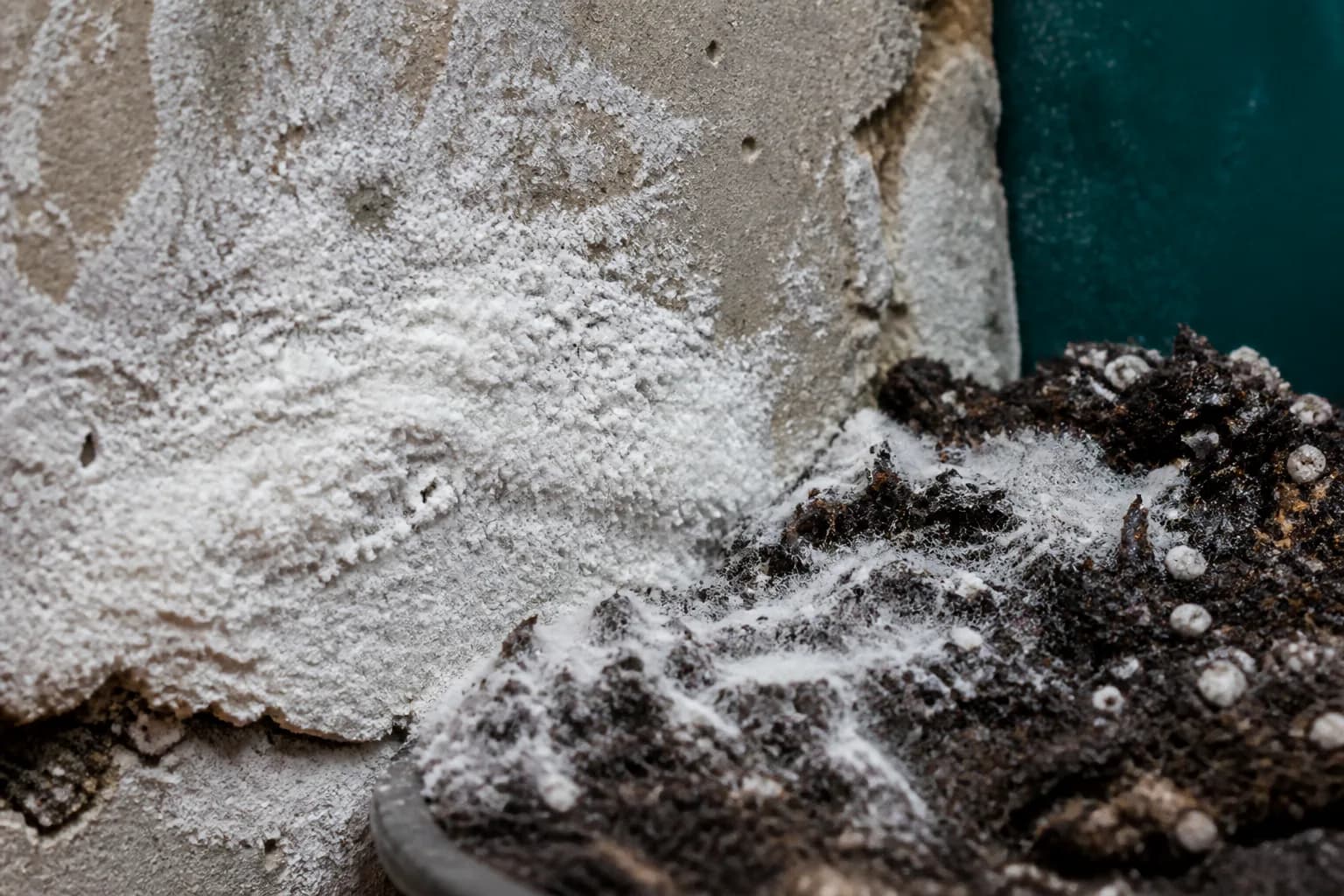 White Mold field reference; appearance alone cannot identify a mold species
