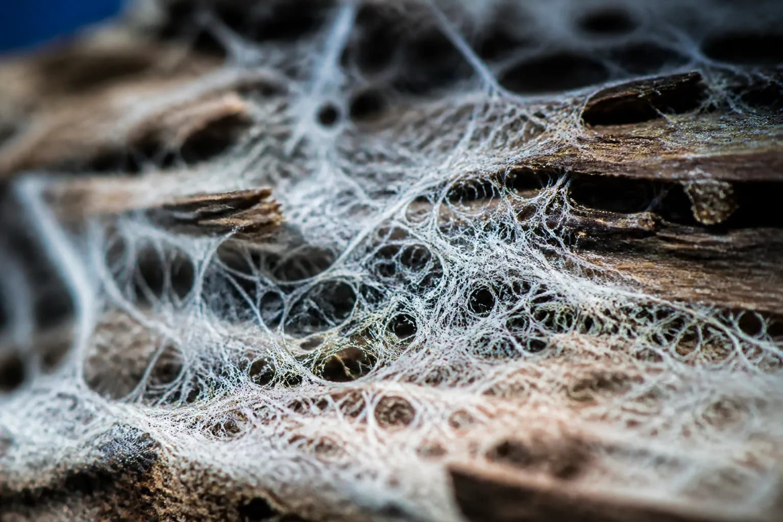 Field documentation associated with the term Mycelium