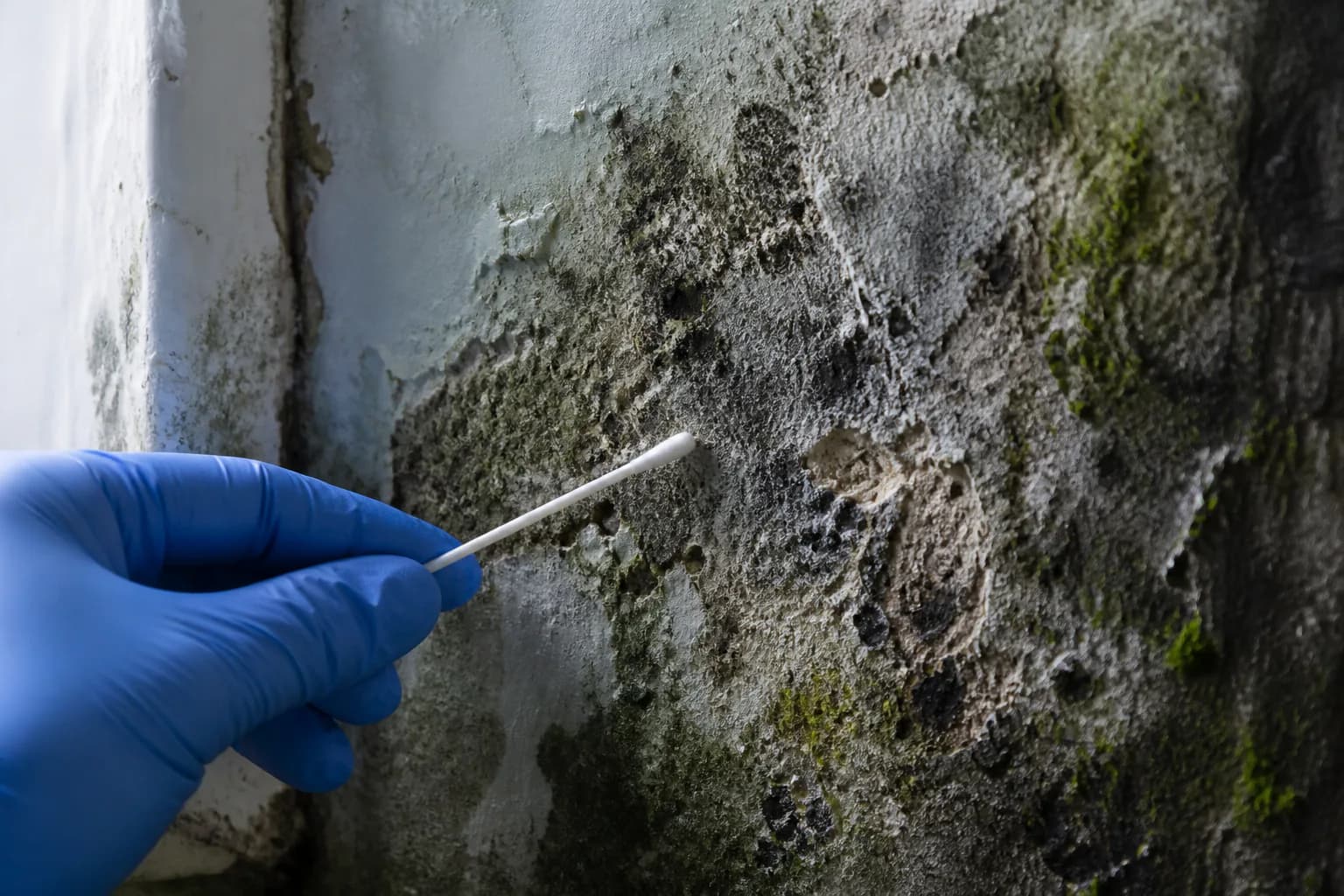 Inspector examining moisture-related growth around a bathroom window