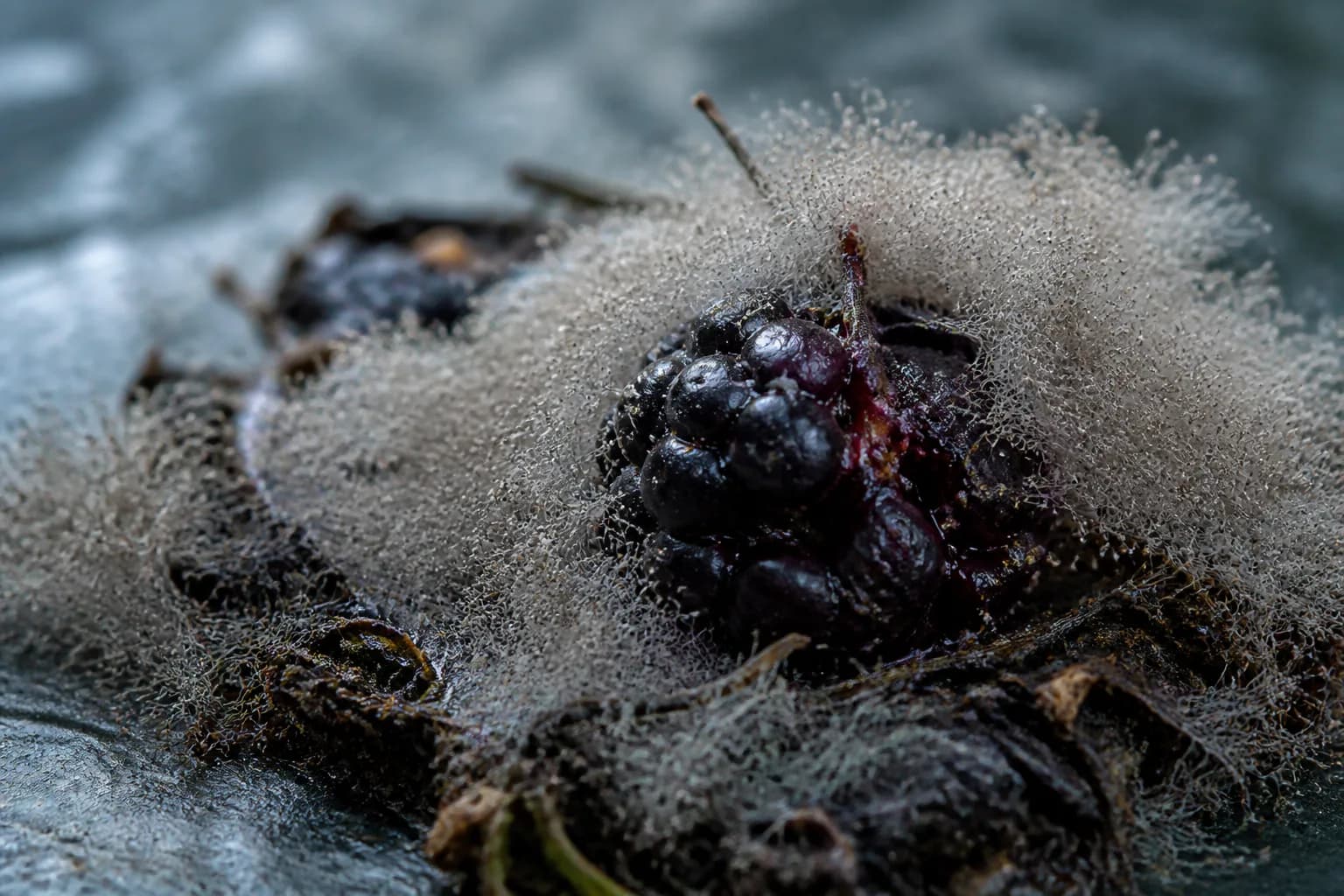 Botrytis field context; laboratory analysis is required for identification