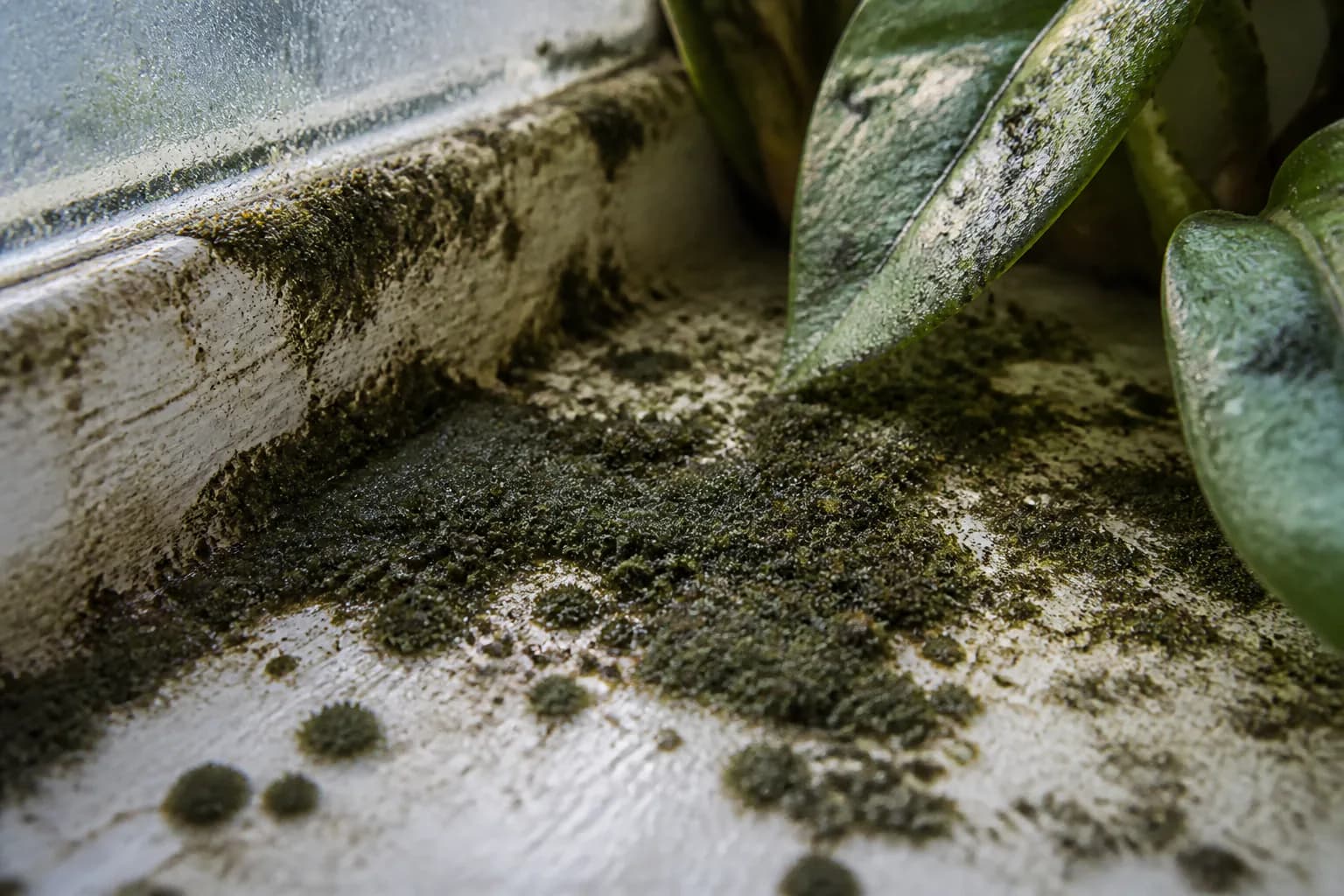 Cladosporium field context; laboratory analysis is required for identification