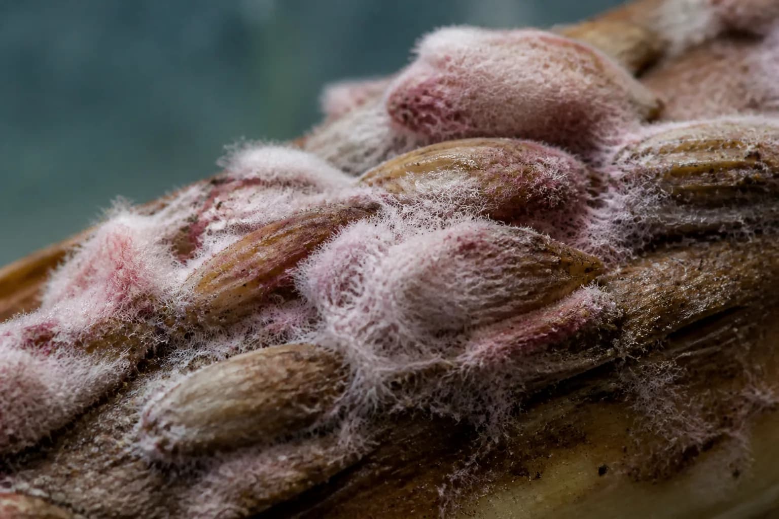 Fusarium field context; laboratory analysis is required for identification