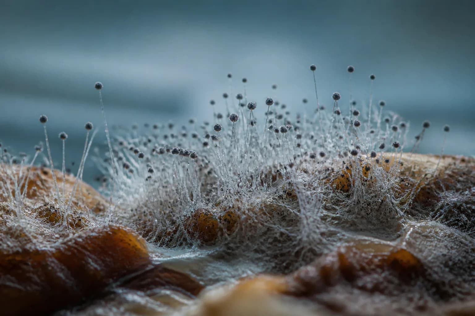 Mucor field context; laboratory analysis is required for identification