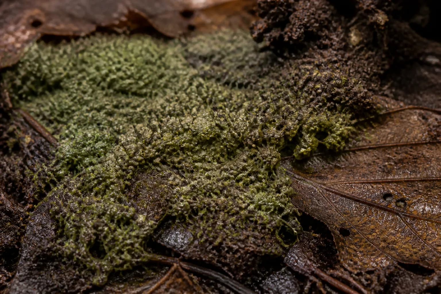 Pithomyces field context; laboratory analysis is required for identification