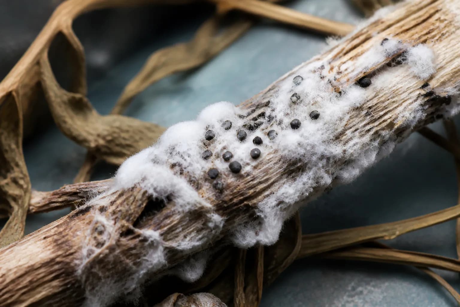 Sclerotinia field context; laboratory analysis is required for identification