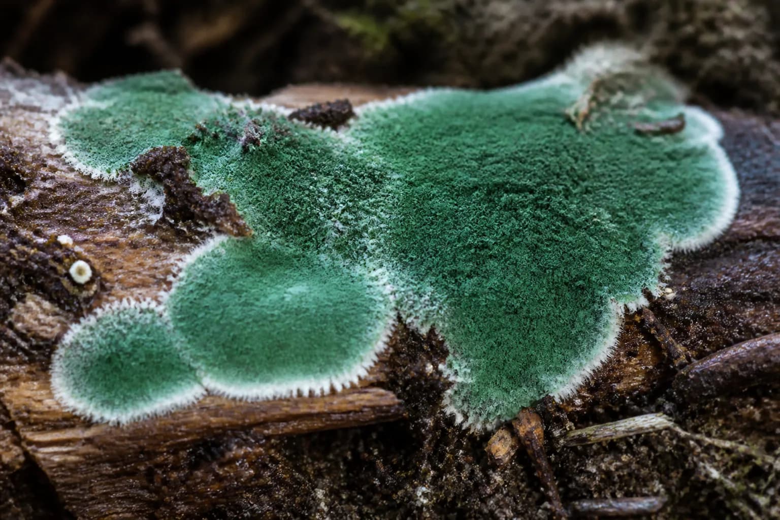 Trichoderma field context; laboratory analysis is required for identification