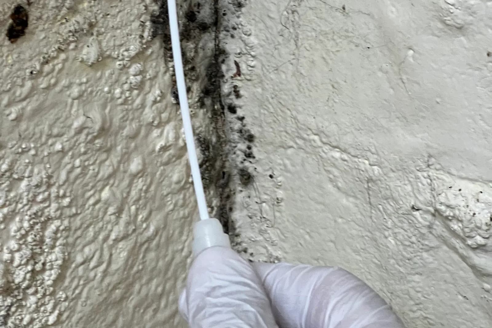 Quest Mold Inseptions and Testing, documented during a Quest field assessment