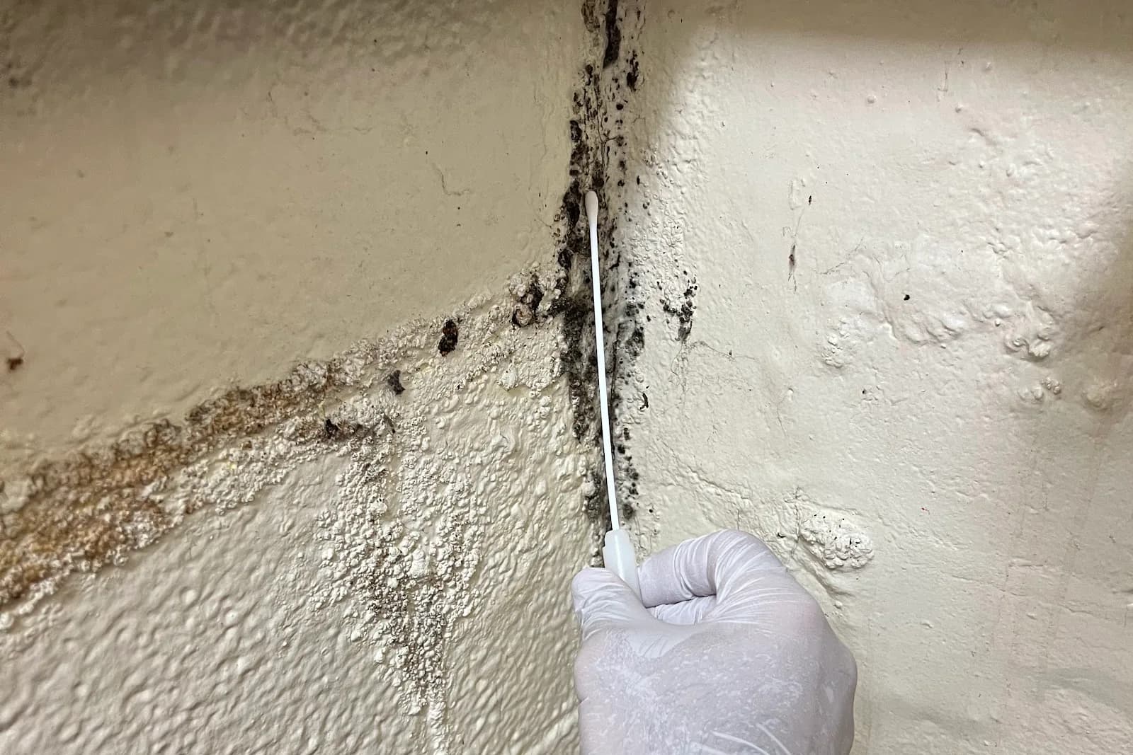 Surface Sampling for Mold, documented during a Quest field assessment