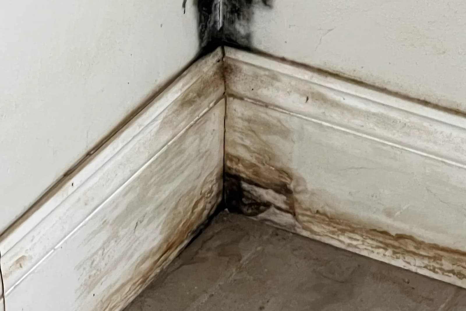 Step-by-Step Mold Surface Sampling Process, documented during a Quest field assessment